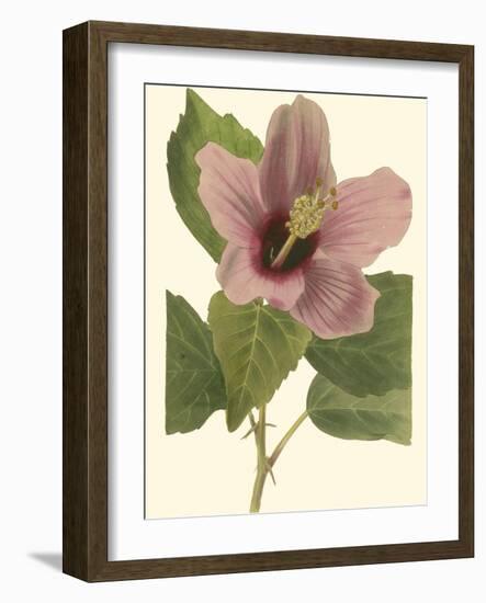 Hibiscus I-Cooke-Framed Art Print