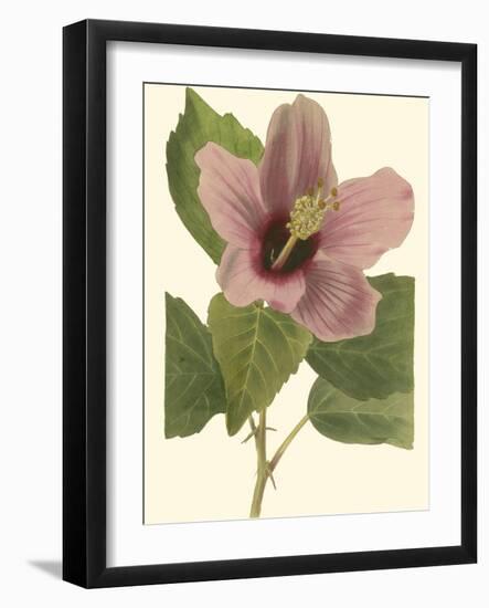 Hibiscus I-Cooke-Framed Art Print