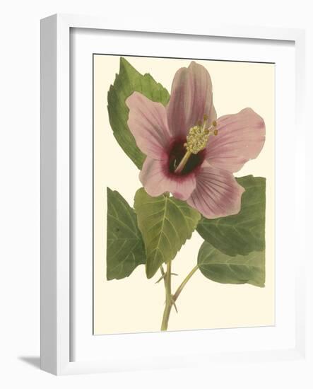 Hibiscus I-Cooke-Framed Art Print