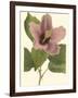 Hibiscus I-Cooke-Framed Art Print