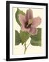 Hibiscus I-Cooke-Framed Art Print