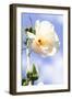 Hibiscus II-Alan Hausenflock-Framed Photographic Print