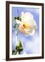 Hibiscus II-Alan Hausenflock-Framed Photographic Print