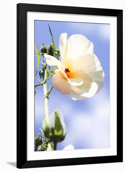 Hibiscus II-Alan Hausenflock-Framed Photographic Print