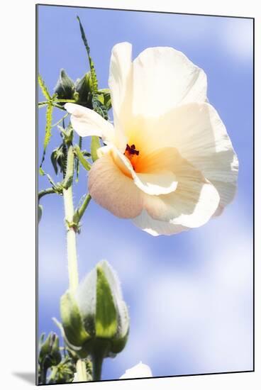 Hibiscus II-Alan Hausenflock-Mounted Photographic Print