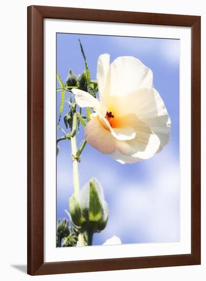 Hibiscus II-Alan Hausenflock-Framed Photographic Print