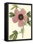 Hibiscus II-Cooke-Framed Stretched Canvas