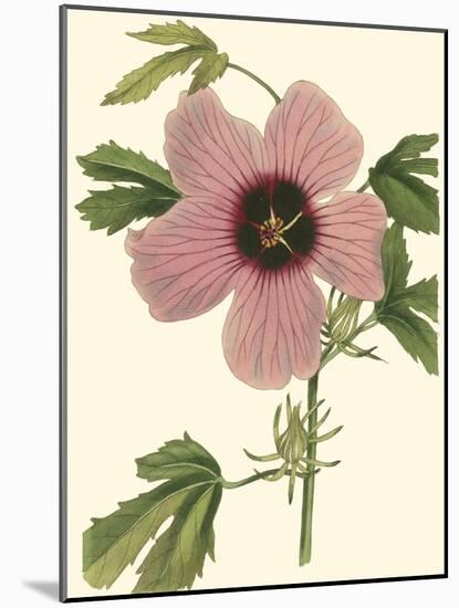 Hibiscus II-Cooke-Mounted Art Print