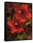 Hibiscus II-John Seba-Framed Stretched Canvas