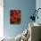 Hibiscus II-John Seba-Art Print displayed on a wall