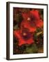 Hibiscus II-John Seba-Framed Art Print