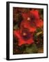 Hibiscus II-John Seba-Framed Art Print