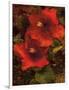 Hibiscus II-John Seba-Framed Art Print