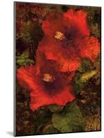 Hibiscus II-John Seba-Mounted Art Print