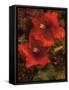 Hibiscus II-John Seba-Framed Stretched Canvas