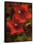 Hibiscus II-John Seba-Framed Stretched Canvas