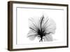 Hibiscus in Black and White-Albert Koetsier-Framed Art Print