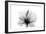 Hibiscus in Black and White-Albert Koetsier-Framed Art Print