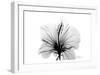 Hibiscus in Black and White-Albert Koetsier-Framed Art Print