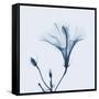 Hibiscus in Blue-Albert Koetsier-Framed Stretched Canvas