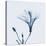 Hibiscus in Blue-Albert Koetsier-Stretched Canvas
