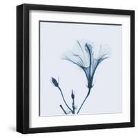 Hibiscus in Blue-Albert Koetsier-Framed Art Print