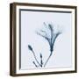 Hibiscus in Blue-Albert Koetsier-Framed Art Print