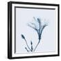 Hibiscus in Blue-Albert Koetsier-Framed Art Print