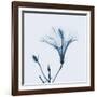 Hibiscus in Blue-Albert Koetsier-Framed Art Print