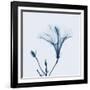 Hibiscus in Blue-Albert Koetsier-Framed Art Print