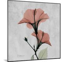 Hibiscus Marsala-Albert Koetsier-Mounted Art Print