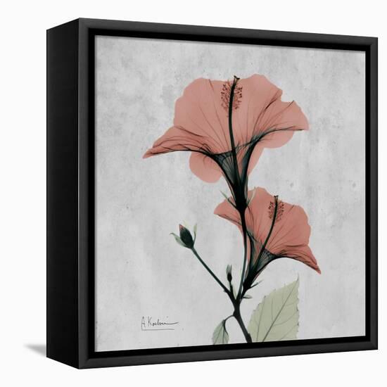 Hibiscus Marsala-Albert Koetsier-Framed Stretched Canvas