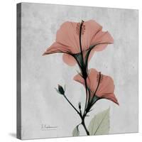 Hibiscus Marsala-Albert Koetsier-Stretched Canvas