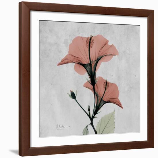 Hibiscus Marsala-Albert Koetsier-Framed Art Print