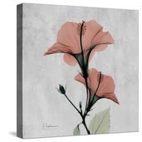Hibiscus Marsala-Albert Koetsier-Stretched Canvas