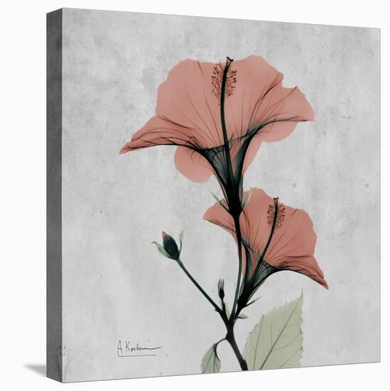 Hibiscus Marsala-Albert Koetsier-Stretched Canvas