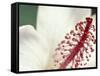 Hibiscus, Maui, Hawaii, USA-Darrell Gulin-Framed Stretched Canvas