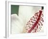 Hibiscus, Maui, Hawaii, USA-Darrell Gulin-Framed Photographic Print