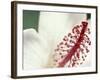 Hibiscus, Maui, Hawaii, USA-Darrell Gulin-Framed Photographic Print