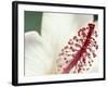 Hibiscus, Maui, Hawaii, USA-Darrell Gulin-Framed Photographic Print