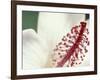 Hibiscus, Maui, Hawaii, USA-Darrell Gulin-Framed Photographic Print