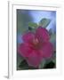 Hibiscus, Maui, Hawaii, USA-Darrell Gulin-Framed Premium Photographic Print