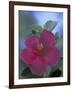 Hibiscus, Maui, Hawaii, USA-Darrell Gulin-Framed Premium Photographic Print