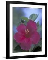 Hibiscus, Maui, Hawaii, USA-Darrell Gulin-Framed Premium Photographic Print