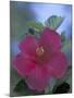 Hibiscus, Maui, Hawaii, USA-Darrell Gulin-Mounted Premium Photographic Print