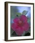 Hibiscus, Maui, Hawaii, USA-Darrell Gulin-Framed Photographic Print