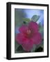 Hibiscus, Maui, Hawaii, USA-Darrell Gulin-Framed Photographic Print