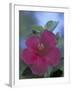 Hibiscus, Maui, Hawaii, USA-Darrell Gulin-Framed Photographic Print