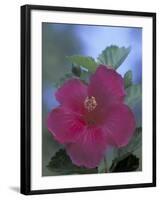 Hibiscus, Maui, Hawaii, USA-Darrell Gulin-Framed Photographic Print