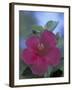 Hibiscus, Maui, Hawaii, USA-Darrell Gulin-Framed Photographic Print